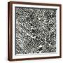 Brown Frame