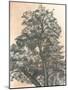 Wood Mount