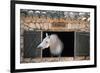 Stable Tramuntana Majorca Spain-null-Framed Premium Giclee Print