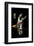 Stabled donkey in Frigiliana Village, Costa del Sol, Malaga Province, Andalucia, Spain. Frigilia...-Panoramic Images-Framed Photographic Print