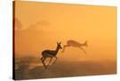 Stretched Canvas
