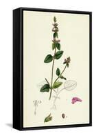 Stachys Arvensis Corn Woundwort-null-Framed Stretched Canvas