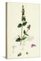 Stachys Arvensis Corn Woundwort-null-Stretched Canvas