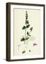 Stachys Arvensis Corn Woundwort-null-Framed Giclee Print