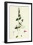 Stachys Arvensis Corn Woundwort-null-Framed Giclee Print