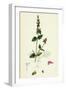 Stachys Arvensis Corn Woundwort-null-Framed Giclee Print