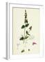 Stachys Arvensis Corn Woundwort-null-Framed Giclee Print