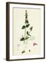 Stachys Arvensis Corn Woundwort-null-Framed Giclee Print