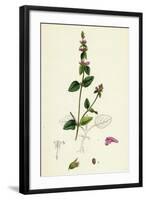 Stachys Arvensis Corn Woundwort-null-Framed Giclee Print