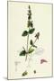 Stachys Arvensis Corn Woundwort-null-Mounted Giclee Print