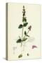 Stachys Arvensis Corn Woundwort-null-Stretched Canvas