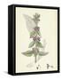 Stachys Germanica Downy Woundwort-null-Framed Stretched Canvas