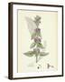 Stachys Germanica Downy Woundwort-null-Framed Giclee Print