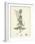 Stachys Germanica Downy Woundwort-null-Framed Giclee Print