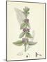 Stachys Germanica Downy Woundwort-null-Mounted Giclee Print