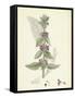 Stachys Germanica Downy Woundwort-null-Framed Stretched Canvas