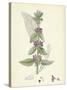 Stachys Germanica Downy Woundwort-null-Stretched Canvas