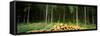Stack of Firewood in a Forest, Northern Black Forest Region, Baden-Wurttemberg, Germany-null-Framed Stretched Canvas