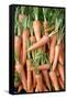 Stack of Orange Carrots-Bjorn Svensson-Framed Stretched Canvas