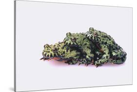 Stacked Oriental Fire-Bellied Toads-DLILLC-Stretched Canvas