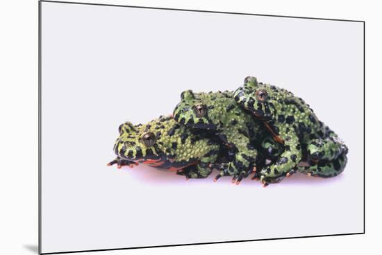 Stacked Oriental Fire-Bellied Toads-DLILLC-Mounted Photographic Print