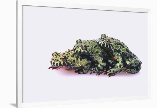 Stacked Oriental Fire-Bellied Toads-DLILLC-Framed Photographic Print