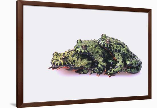 Stacked Oriental Fire-Bellied Toads-DLILLC-Framed Photographic Print