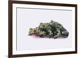 Stacked Oriental Fire-Bellied Toads-DLILLC-Framed Photographic Print