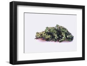 Stacked Oriental Fire-Bellied Toads-DLILLC-Framed Photographic Print