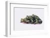 Stacked Oriental Fire-Bellied Toads-DLILLC-Framed Photographic Print