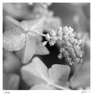 Image result for flowers all posters black and white