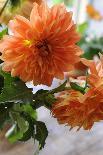 Bright orange flowers on display on kitchen table-Stacy Bass-Photo