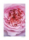 Pink Rose 2-Stacy Bass-Giclee Print
