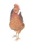 A Chicken Named Captain Morgan-Stacy Hsu-Art Print
