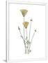 Gramercy White