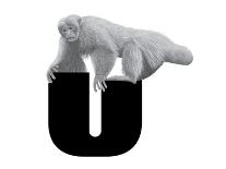 U is for Uakari-Stacy Hsu-Art Print