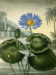 Blue Egyptian Waterlily-Stadler-Giclee Print