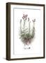 Staehelina chamaepeuce, Flora Graeca-Ferdinand Bauer-Framed Giclee Print