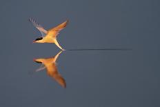 Common tern catching a mayfly, Uppland, Sweden-Staffan Widstrand-Photographic Print