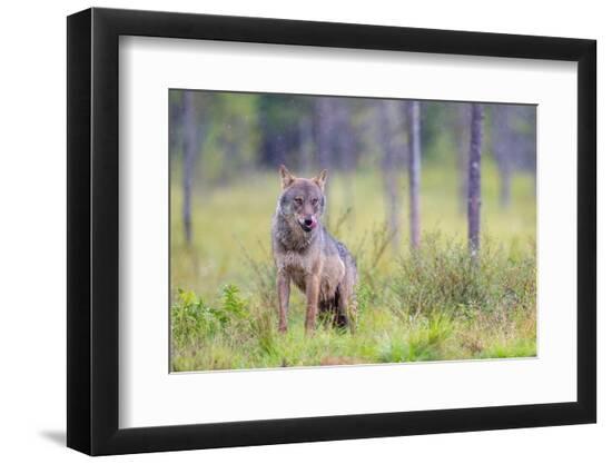 Premium Photographic Print, , large
