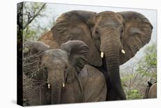 African elephant hidden behind a bush, South Africa-Staffan Widstrand-Photographic Print