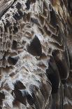 African elephant hidden behind a bush, South Africa-Staffan Widstrand-Photographic Print