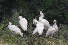 Crested ibis, Yangxian Nature Reserve, Shaanxi, China. Endangered species-Staffan Widstrand/Wild Wonders of China-Photographic Print