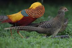 A portrait of a male Golden pheasant standing and displaying, Yangxian Nature Reserve, China-Staffan Widstrand/Wild Wonders of China-Photographic Print