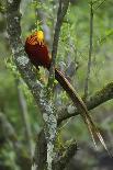 Wreathed hornbill male carrying berry to nest hole, Tongbiguan NR, Yunnan Province, China-Staffan Widstrand/Wild Wonders of China-Photographic Print