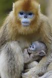Tibetan macaque female with baby, Tangjiahe National Nature Reserve, Sichuan province, China-Staffan Widstrand/Wild Wonders of China-Photographic Print