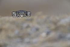 Grey peacock-pheasant walking, Tongbiguan Nature Reserve, Yunnan Province, China-Staffan Widstrand/Wild Wonders of China-Photographic Print