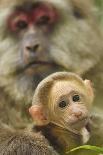 Tibetan macaque female with baby, Tangjiahe National Nature Reserve, Sichuan province, China-Staffan Widstrand/Wild Wonders of China-Photographic Print