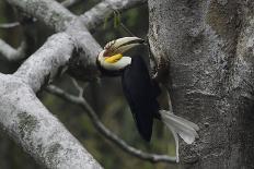 Wreathed hornbill male carrying berry to nest hole, Tongbiguan NR, Yunnan Province, China-Staffan Widstrand/Wild Wonders of China-Photographic Print