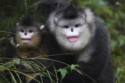 Yunnan snub-nosed monkeys adult and young, Ta Cheng Nature
